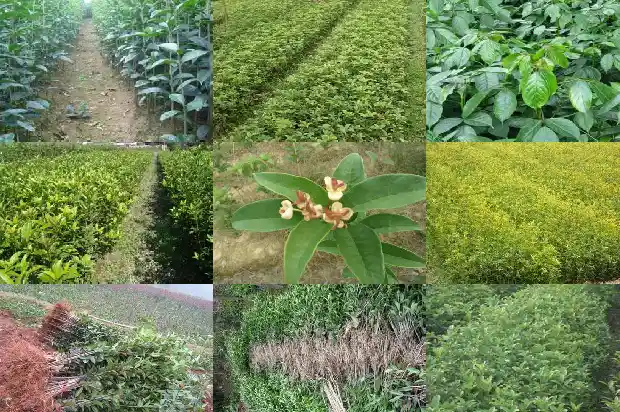 临沂哪里有桂花树苗卖1682900912602