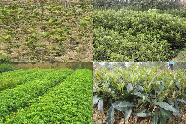 临沂大集上的桂花1682900997955