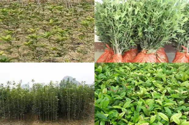 临沂大集上的桂花1682900998003