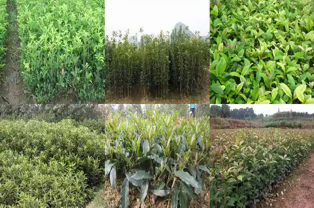 临沂大集上的桂花1682900998051
