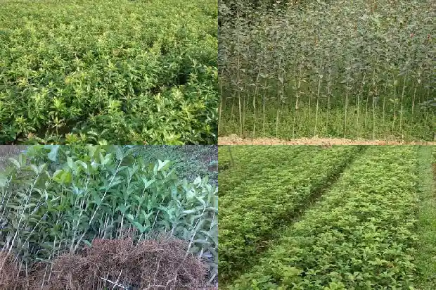 临沂大集上的桂花1682900998098