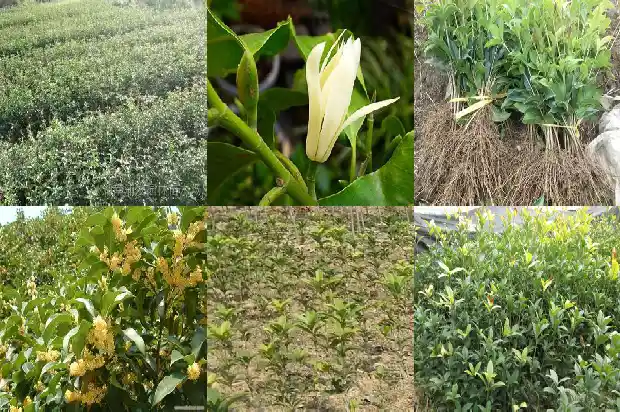 临沂桂花树批发市场在哪里啊电话1682901067563