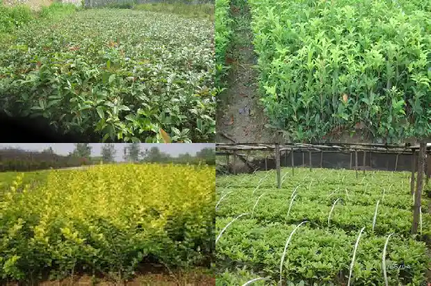 临沂桂花树批发市场在哪里啊电话1682901067610