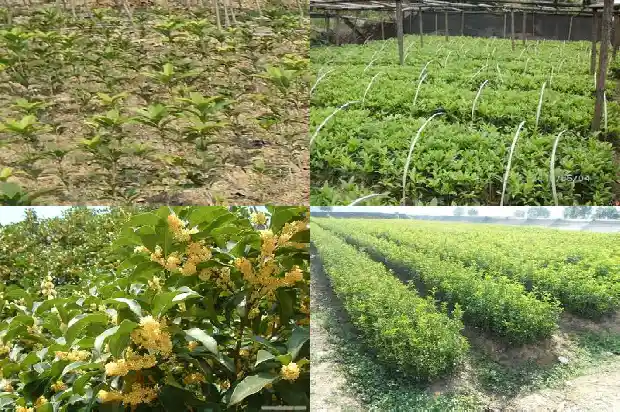 临沂桂花树批发市场在哪里呀电话1682901136690