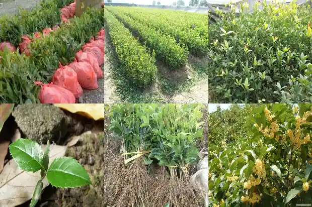 临沂桂花树批发市场在哪里呀电话1682901136738