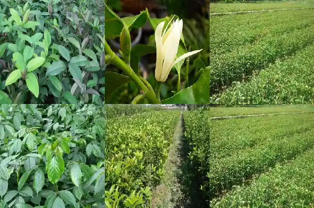临沂桂花树批发市场在哪里呀电话1682901136834