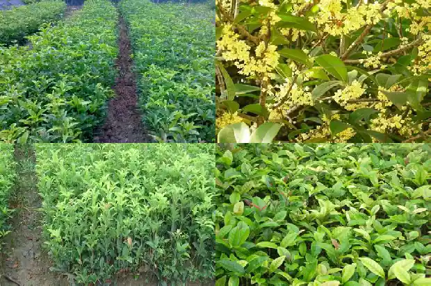 临沂市桂花市场地址1682901250873