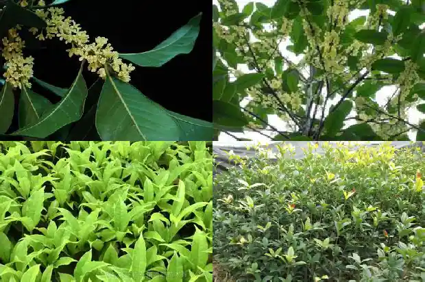 临沂桂花批发基地地址1682901307679