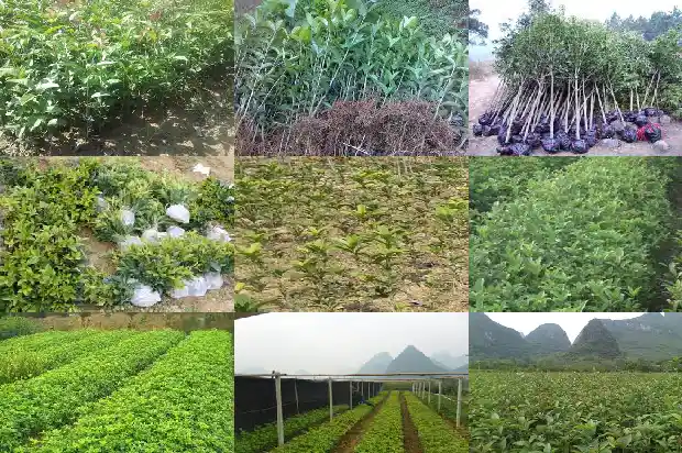 临沂桂花批发基地地址1682901307726