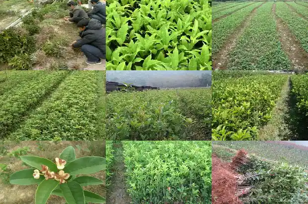 临沂桂花批发基地地址1682901307774