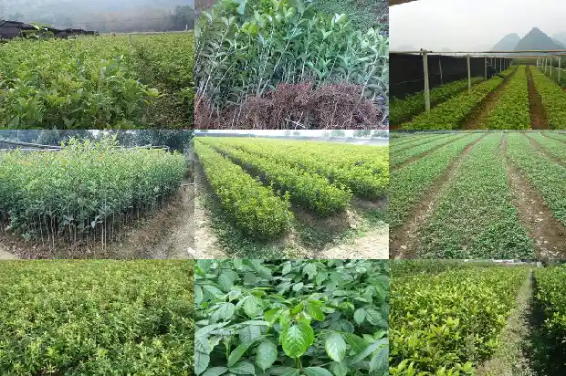 临沂大集上的老桩桂花盆景怎么样了1682901369704