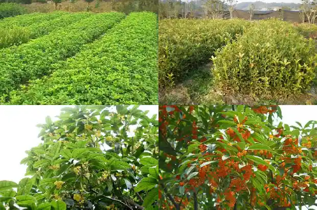 临沂大集上的老桩桂花盆景怎么样了1682901369750