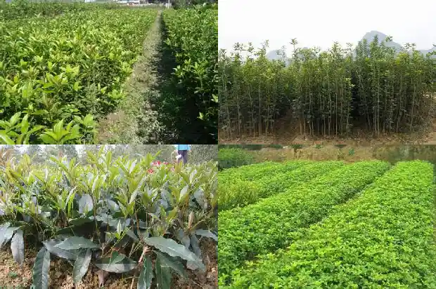 小桂花树苗价格表1689726437833