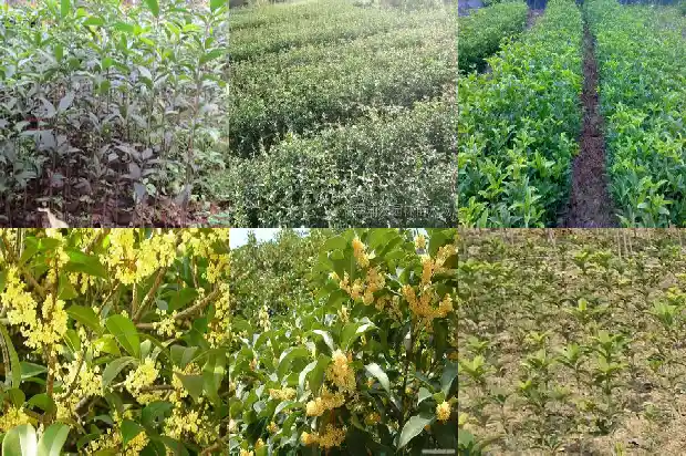 临沂大集上的老桩桂花盆景是什么颜色1682901441567