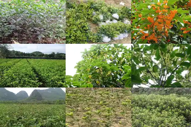 桂花盆景老桩1682901494051