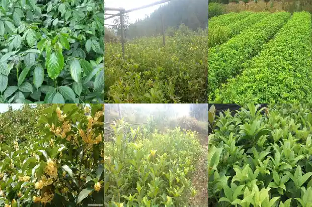 大型老桩桂花盆景造型1682901548086