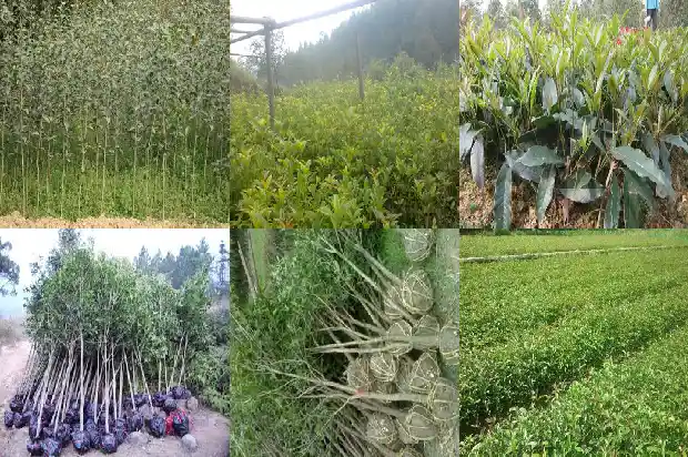 大型老桩桂花盆景造型1682901548133