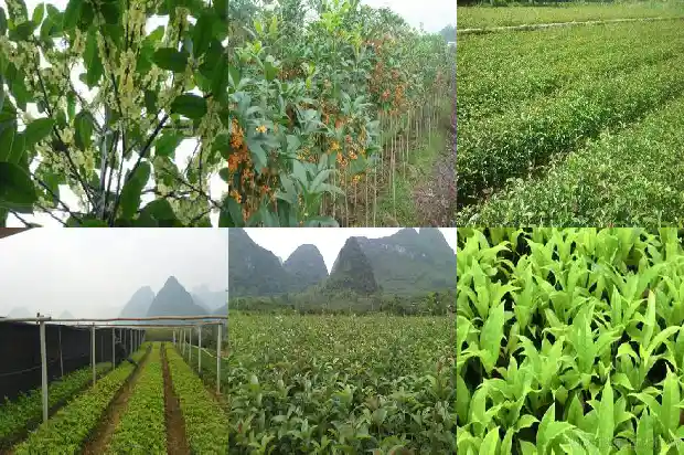 山东能种桂花树吗?l1682901605289