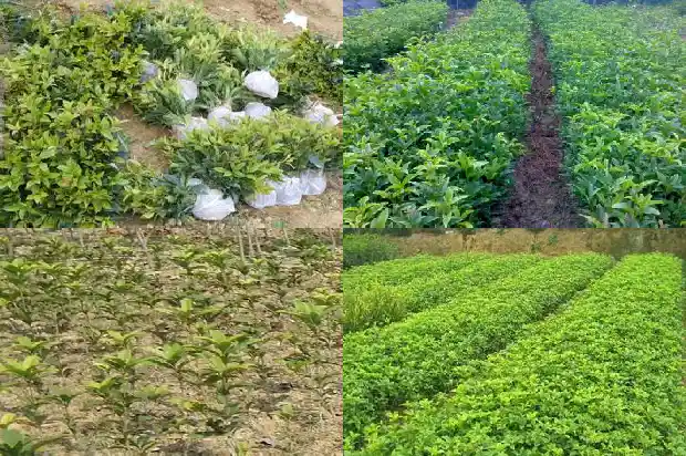 山东能种桂花树吗?l1682901605337