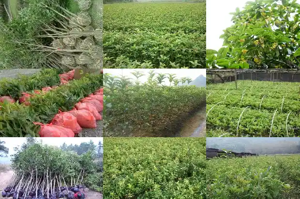 山东适合种什么品种的桂花树1682901657433