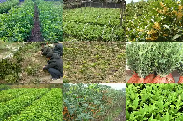 山东适合种什么品种的桂花树1682901657481