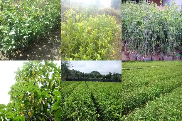 山东适合种什么品种的桂花树1682901657529