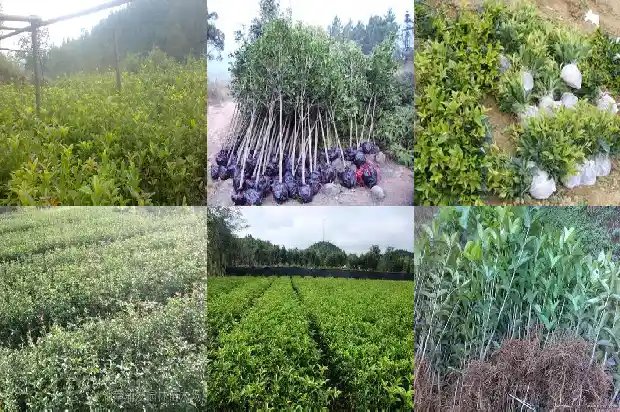山东哪里有桂花树卖1682901712908
