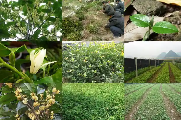 山东哪里有桂花树种1682901771717