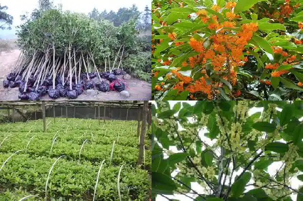 山东哪里有桂花树种1682901771765