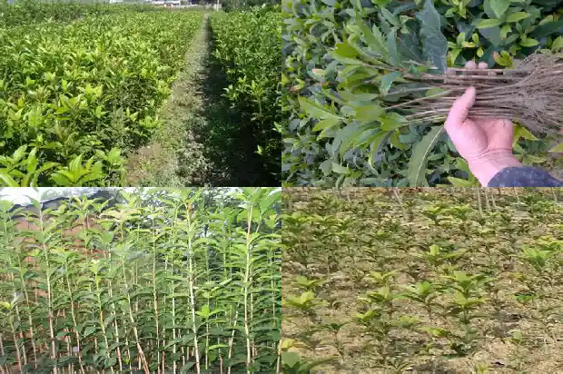 山东哪里有桂花树种1682901771813