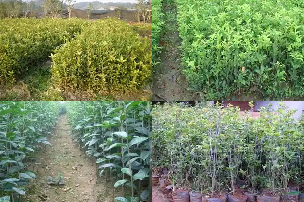 桂花树丛生的好吗1690159067367