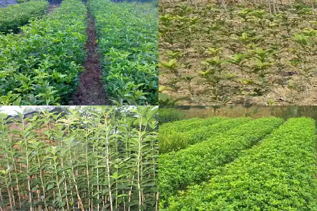 济南百花公园有桂花树吗1682901946801