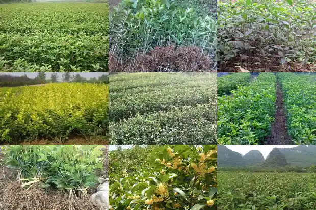 山东种植桂花树多吗1682901992153