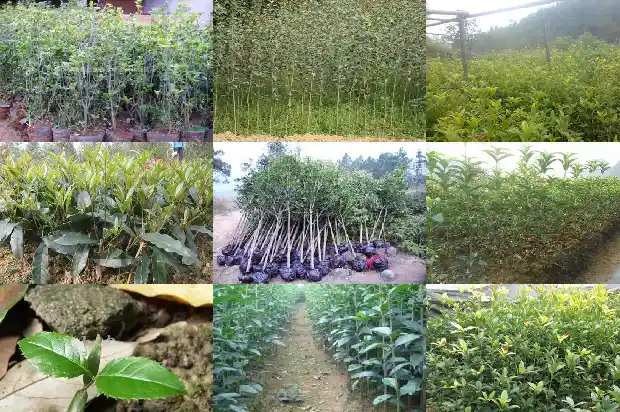 山东种植桂花树多吗1682901992201
