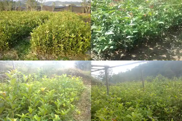 山东桂花树苗厂家1682902030317