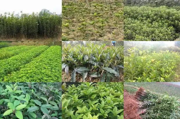 山东地区用什么树嫁接桂花1682902070082
