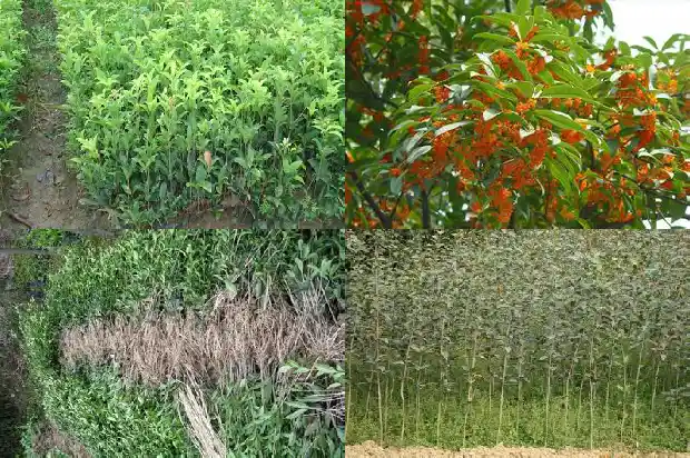 山东地区用什么树嫁接桂花1682902070130