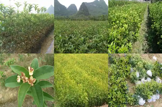 山东地区用什么树嫁接桂花1682902070178
