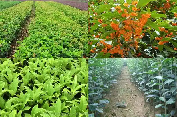 桂花单朵花一天一谢吗1688948642804