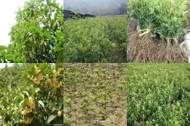 桂花树可以在山东种植吗1682902158108