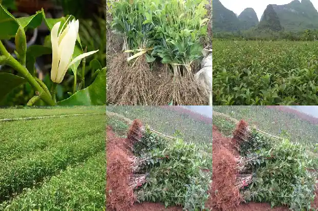 桂花树可以在山东种植吗1682902158204