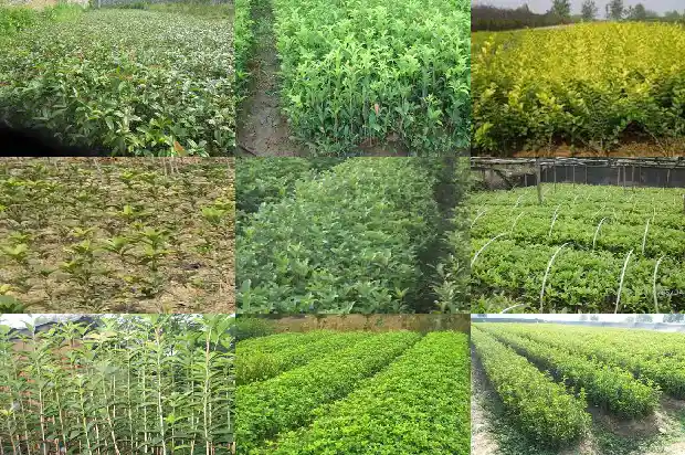 桂花树可以在山东种植吗1682902158251