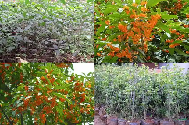 桂花树山东有哪些山东有哪些地方种植桂花树1682902198622