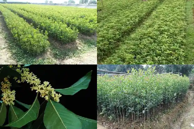 桂花树山东有哪些山东有哪些地方种植桂花树1682902198669