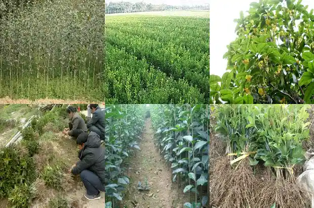 桂花树山东室外能种吗1682902234247