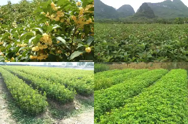 桂花树 山东能干什么1682902317107