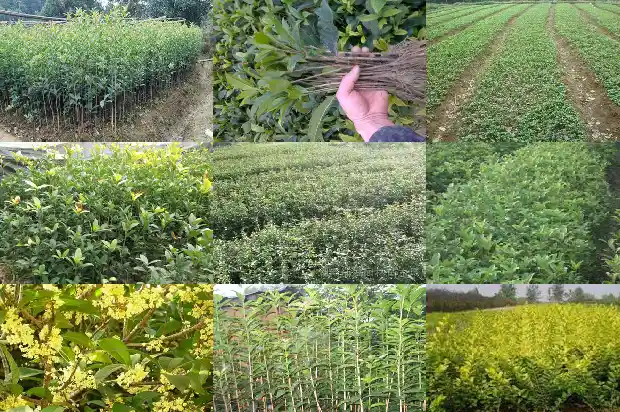 桂花树 山东能干什么1682902317154