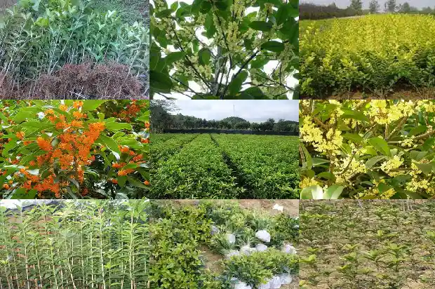 桂花树多高开花正常呢1682902344622