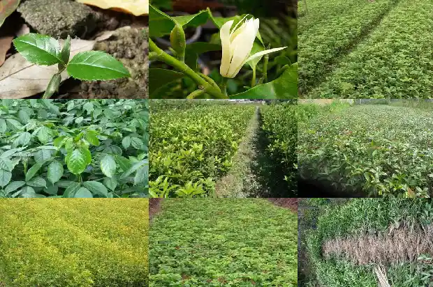 八月桂花香的句子唯美短句1688793240989
