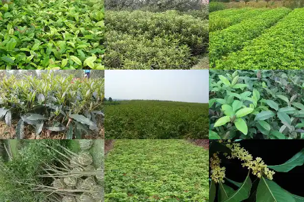 桂花树多高开花正常呢1682902344718